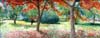 Backyard.jpg