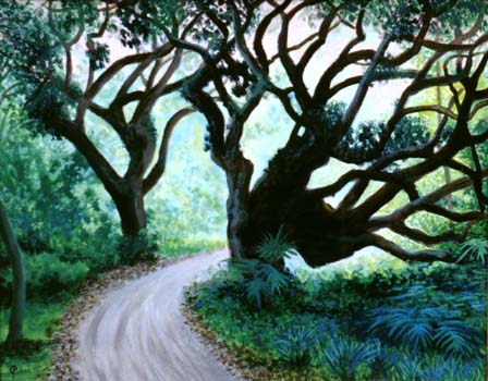 Liveoak.jpg